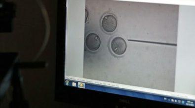 An egg being fertilized and displayed on a screen