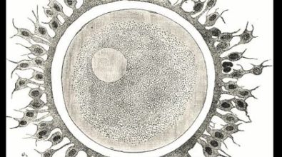 A drawing of an egg