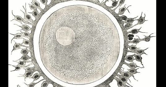 A drawing of an egg